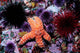 Ochre Starfish California Pacific Wall Decal Design 1