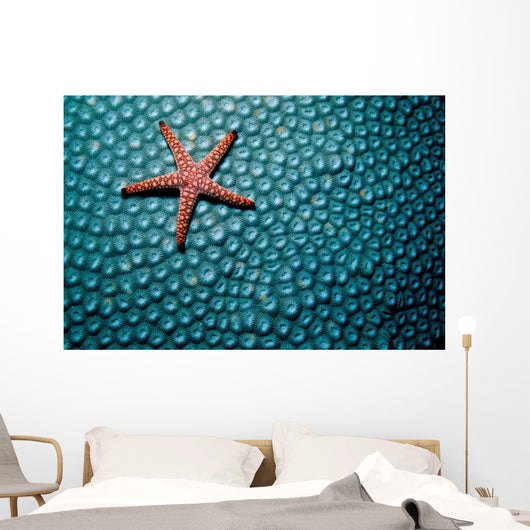 Fromia Species Sea Star Wall Decal