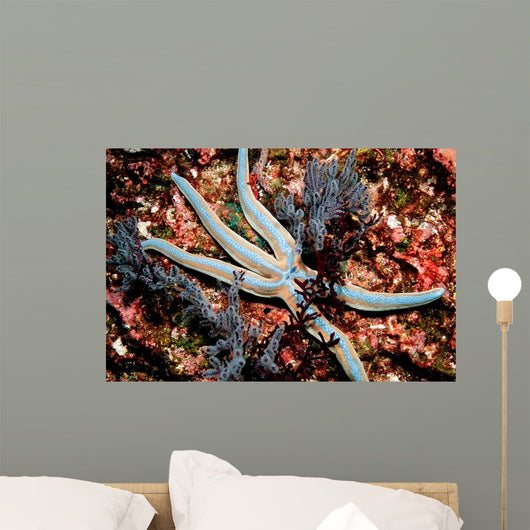 Tan Starfish Feeding Algae Wall Decal