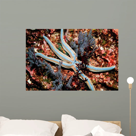 Tan Starfish Feeding Algae Wall Decal