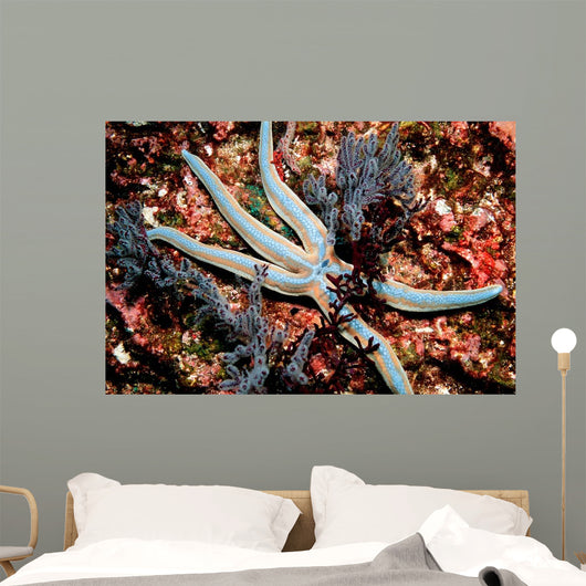 Tan Starfish Feeding Algae Wall Decal