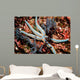 Tan Starfish Feeding Algae Wall Decal