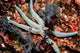 Tan Starfish Feeding Algae Wall Decal