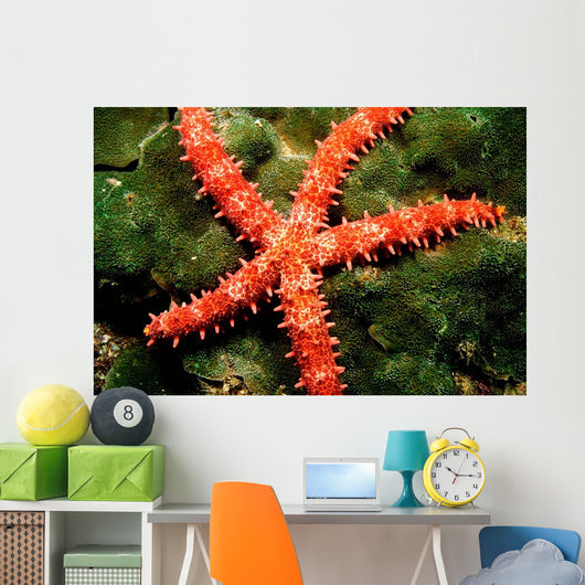 Bradley's Sea Star Feeding Wall Decal