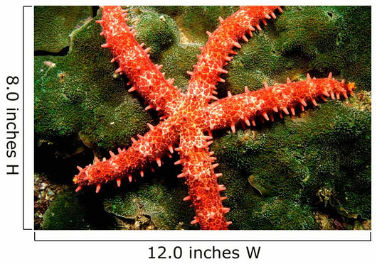 Bradley's Sea Star Feeding Wall Decal