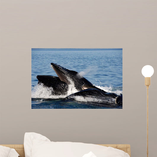 Humpback Whales Bubble-net Feeding Wall Decal Design 6