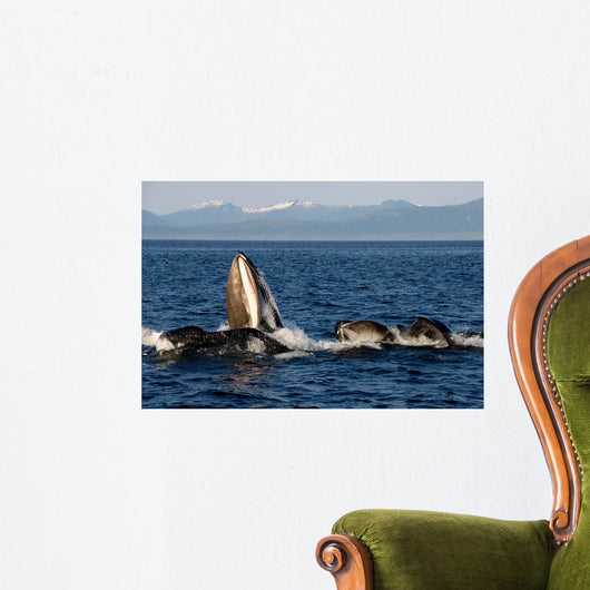 Humpback Whales Bubble-net Feeding Wall Decal Design 5