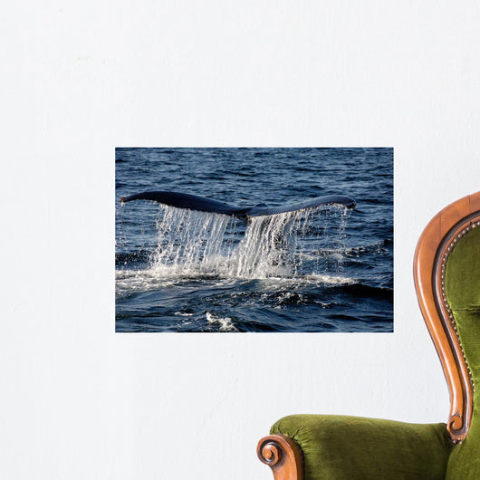 Tail Humpback Whale Clarence Wall Decal