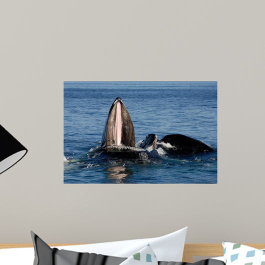 Humpback Whales Bubble-net Feeding Wall Decal Design 4