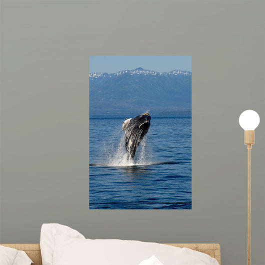 Humpback Whale Clarence Strait Wall Decal Design 2