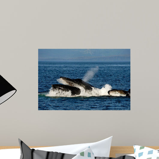 Humpback Whales Bubble-net Feeding Wall Decal Design 3