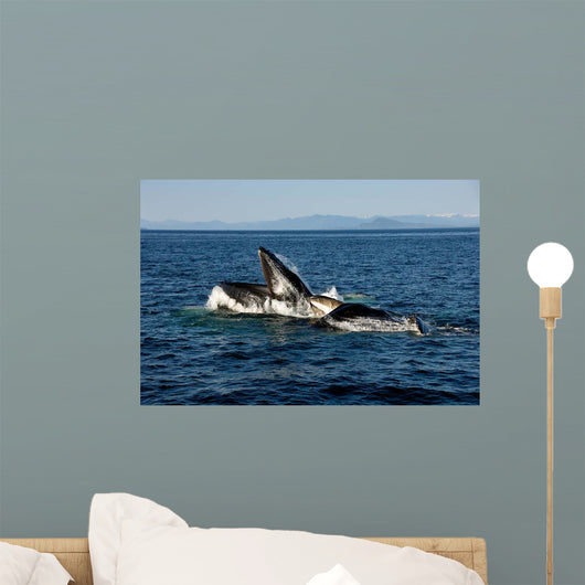 Humpback Whales Bubble-net Feeding Wall Decal Design 2