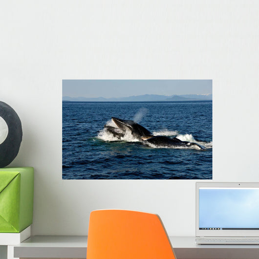 Humpback Whales Bubble-net Feeding Wall Decal Design 1