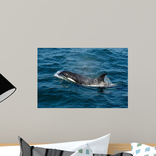 Orca or Killer Whale Wall Decal