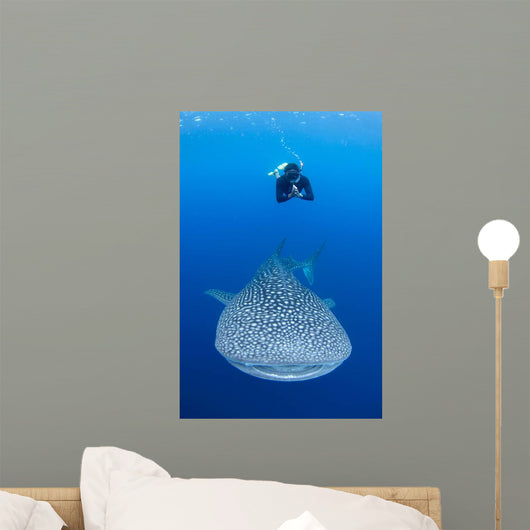 Snorkeler Diving with Whale Wall Decal
