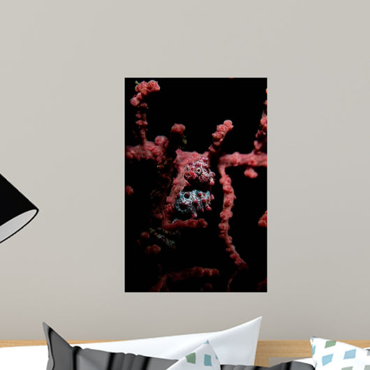 Portrait Pygmy Seahorse Wall Decal