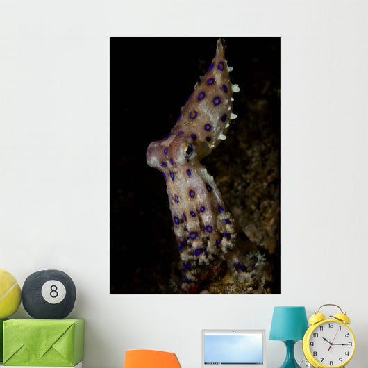 Blue Ring Octopus Displaying Wall Decal Design 7