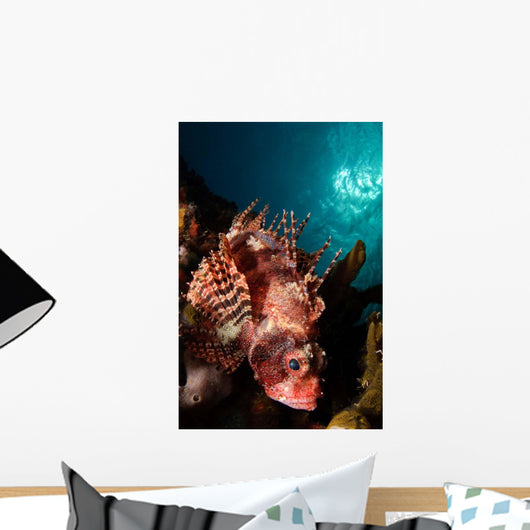 Shortfin Lionfish Banda Sea Wall Decal Design 2