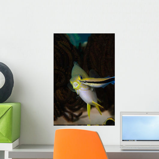 Blue Streak Cleaner Wrasse Wall Decal