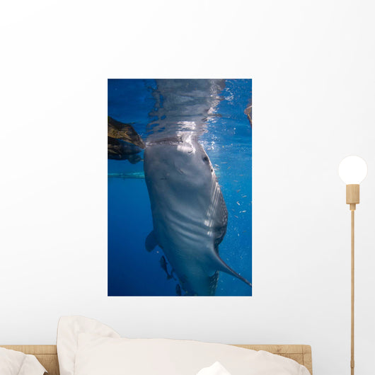 Whale Shark Feeding under Wall Decal Design 5