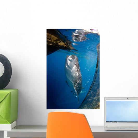 Whale Shark Feeding under Wall Decal Design 4