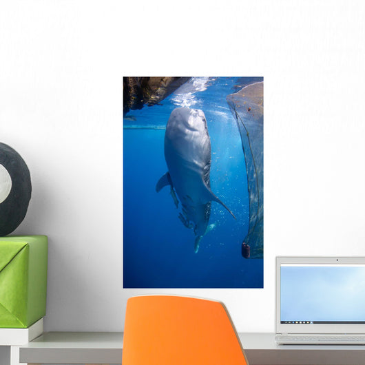 Whale Shark Feeding under Wall Decal Design 3