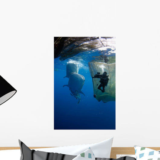 Diver Films Whale Sharks Wall Decal Design 3