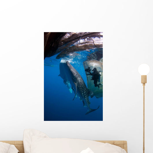 Diver Films Whale Sharks Wall Decal Design 2