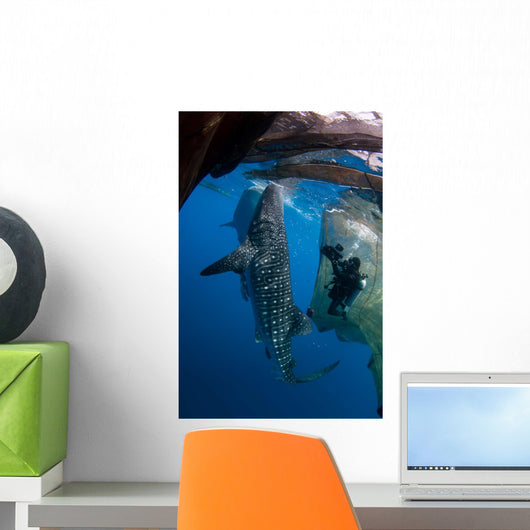 Diver Films Whale Sharks Wall Decal Design 1