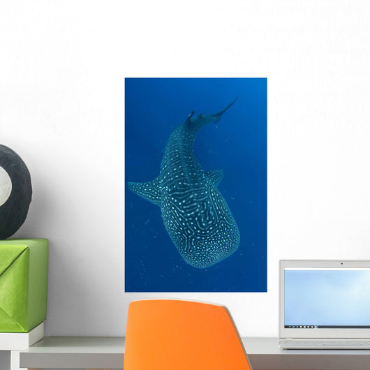Whale Shark Feeding under Wall Decal Design 1