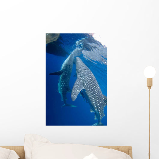 Pair Whale Sharks Feeding Wall Decal