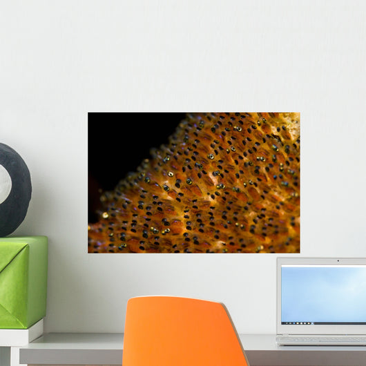Eggs Saddleback Anemonefish Wall Decal