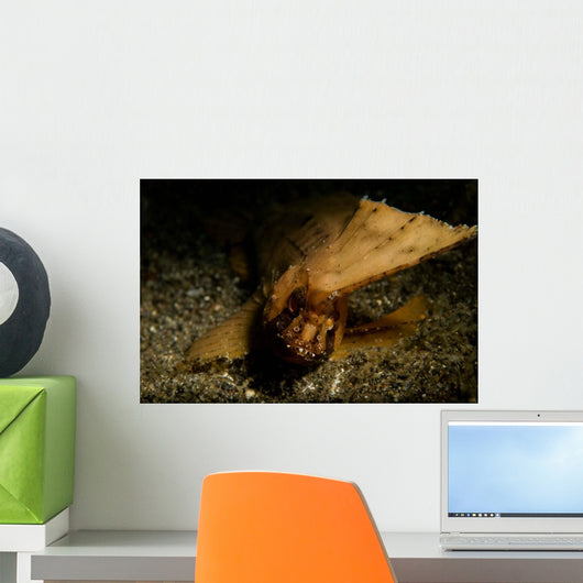 Spiny Waspfish Portrait Wall Decal