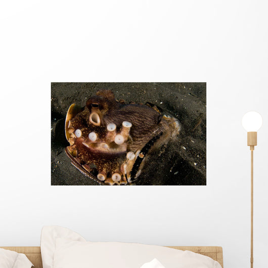 Coconut Octopus Broken Bottle Wall Decal Design 1