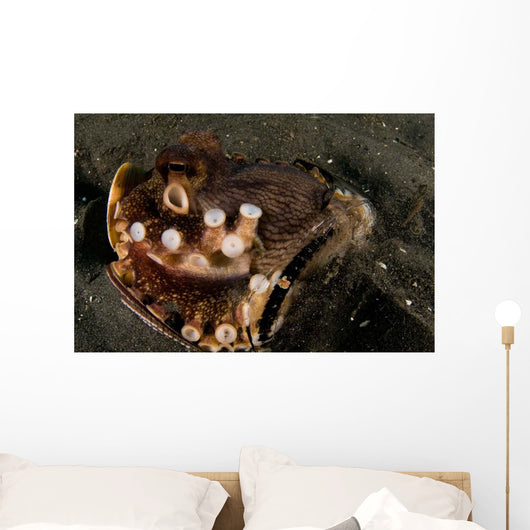 Coconut Octopus Broken Bottle Wall Decal Design 1