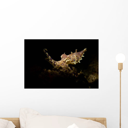 Blue Ring Octopus Displaying Wall Decal Design 6