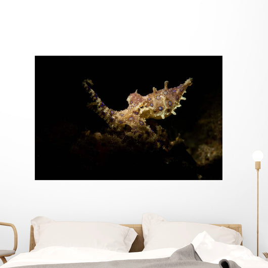 Blue Ring Octopus Displaying Wall Decal Design 6