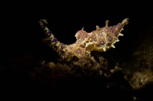 Blue Ring Octopus Displaying Wall Decal Design 6