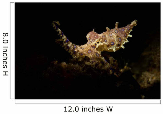 Blue Ring Octopus Displaying Wall Decal Design 6