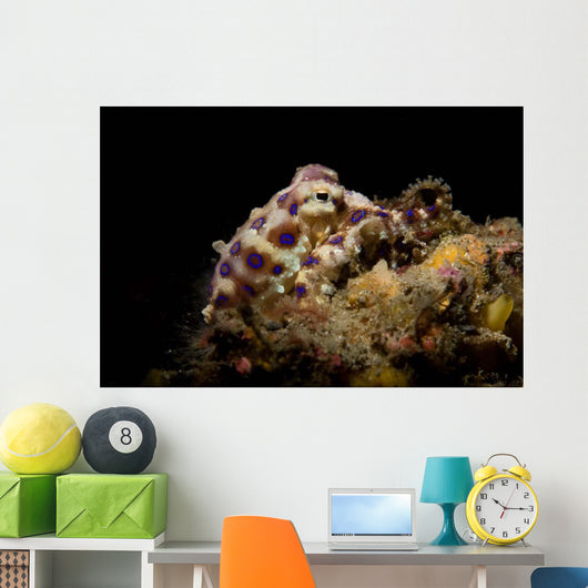 Blue Ring Octopus Displaying Wall Decal Design 5