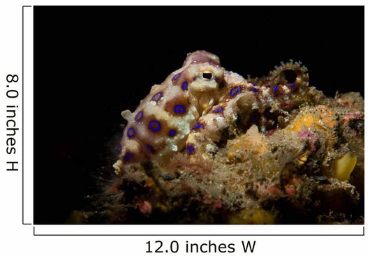 Blue Ring Octopus Displaying Wall Decal Design 5