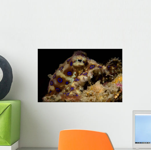 Blue Ring Octopus Displaying Wall Decal Design 4