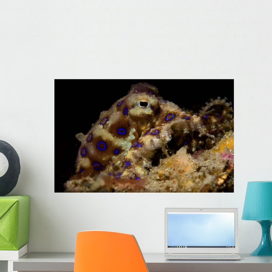 Blue Ring Octopus Displaying Wall Decal Design 4