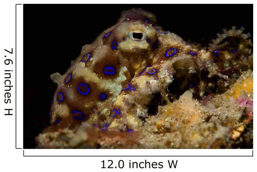 Blue Ring Octopus Displaying Wall Decal Design 4