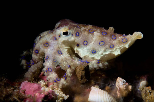 Blue Ring Octopus Displaying Wall Decal Design 3