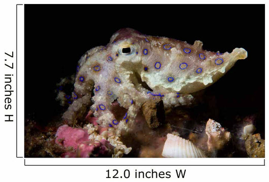 Blue Ring Octopus Displaying Wall Decal Design 3