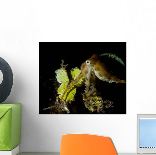 Blue Ring Octopus Displaying Wall Decal Design 2