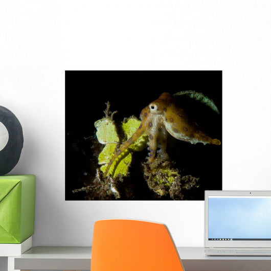 Blue Ring Octopus Displaying Wall Decal Design 2