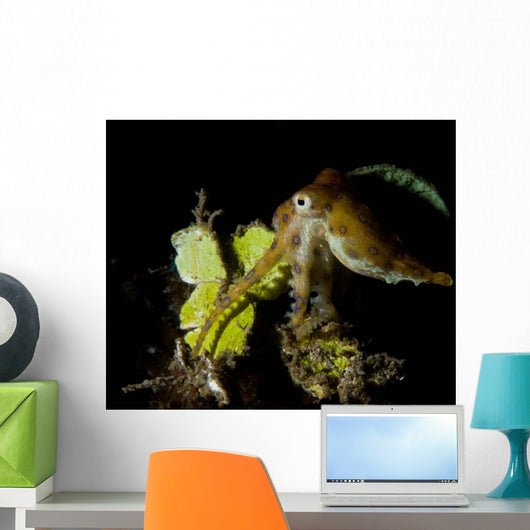 Blue Ring Octopus Displaying Wall Decal Design 2