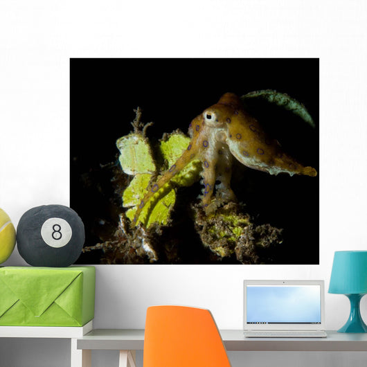Blue Ring Octopus Displaying Wall Decal Design 2